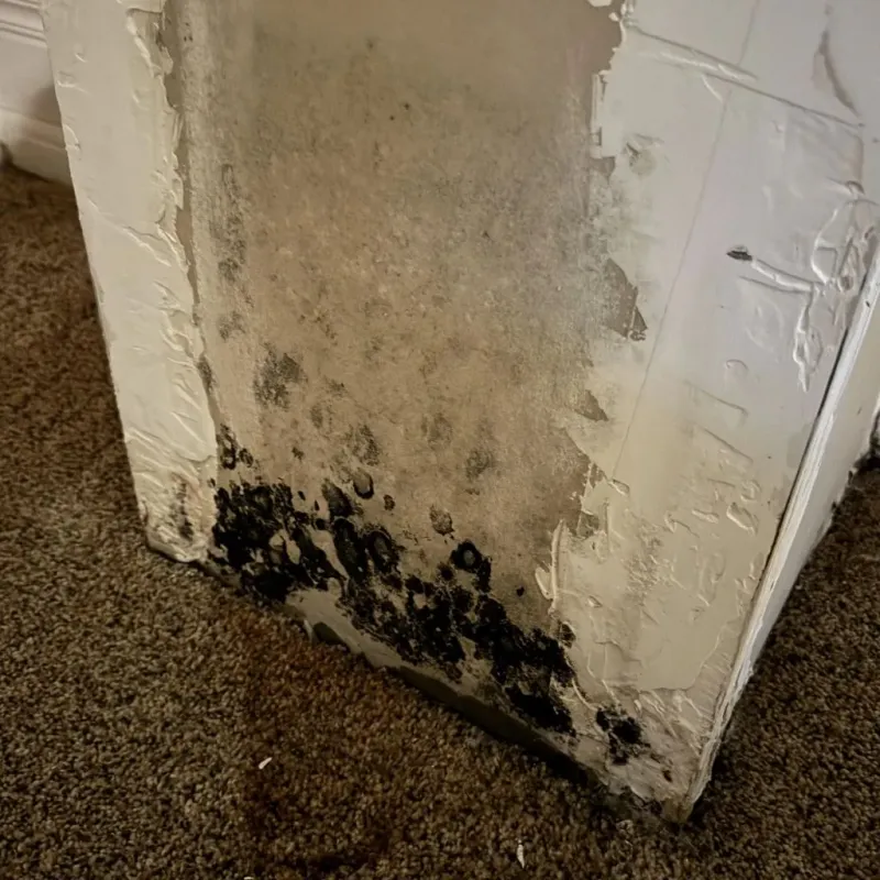 Professional Mold Removal in Rochester, NH